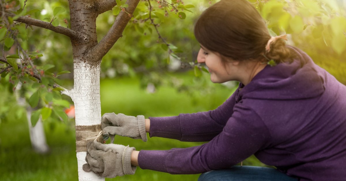 Как сделать ловчий пояс своими руками: 3 способа защиты плодовых деревьев от насекомых